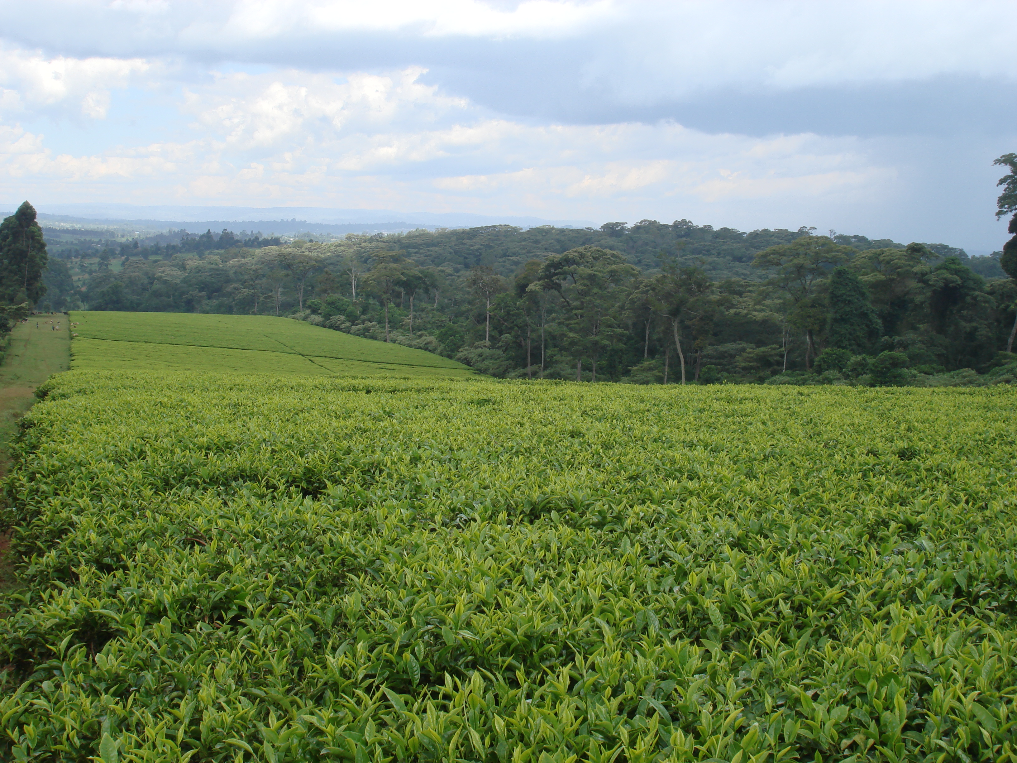 Nyayo Tea Zones buffer zone